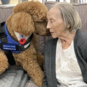 Chilli, Miracle Paws